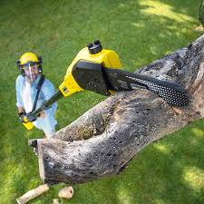 Best Stump Grinding and Removal  in , CA