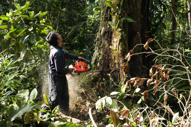 Best Fruit Tree Pruning  in , CA